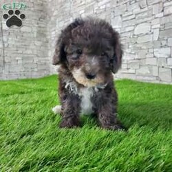 SAMSON/Bernedoodle									Puppy/Male	/6 Weeks,LOOK AT ME! IM a healthy happy friendly fluffy little puppy !I would love to be your friend! I’m an F1B HYPOALERGENIC Little  ball of fur. Come meet me or I can be transported to your front door for a small additional fee. Text or call for more information. 