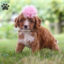 Flower/Cavapoo									Puppy/Female	/6 Weeks,Flower is the definition of “pawsitively” delightful! She’s an adorable Cavapoo baby, always ready to brighten your day with her playful antics. This little gal is incredibly affectionate, and loves snuggles, making her the perfect cuddle buddy. Her friendly nature and boundless energy will keep you entertained, and her loyalty will warm your heart. Don’t miss out on a lifetime of an endless amount of puppy kisses and love, she will grow to be a darling teddy bear.