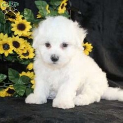 Archie/Bichon Frise									Puppy/Male	/9 Weeks,Say hello to Archie the AKC Bichon Frise puppy who loves attention! This little cutie is started on potty training and crate training and loves attention. Both parents are health tested and weigh between 10-12lbs. He is well socialized with children and other puppies and is family raised! He can be microchipped, delivered, or registered for an extra fee. We are seeking loving responsible homes for our puppies! Contact us today to learn more about visiting them or taking home your new pup!