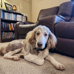 Coal/Goldendoodle									Puppy/Male	/May 21st, 2024,Coal is a sweet, happy puppy, all ready to go to his furever home on July 16th. He’s up to date on deworming and vaccinations, Vet checked with a Health Certificate and comes with a One Year Health Guarantee. 