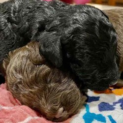 Tiny F1b Toy Cavoodles DNA clear avail 27/7/Poodle (Toy)/Both/Younger Than Six Months,Our teeny tiny F1b Toy Cavoodles are ready for their furever homes.Our beautiful babies are raised and loved on within our home.Nelly (mum) is our gorgeous 1st generation Cavoodle furbaby - Milo (dad) is a stud chocolate toy poodle.Puppies are well socialised and are used to children and other animals.They are 8 weeks old (27/7) - we encourage visits (FaceTime ect if not local)Puppy’s have been vet checked, chipped and their first vax.Puppies are DNA clear.Boy $1500 (SOLD)Pink girl $2000 (SOLD)Green girl $2000 (SOLD)Purple girl $2000Chocolate girl $3000 (SOLD)Happy to answer any questions via email or mobile phone.We are located in Tamworth NSW.