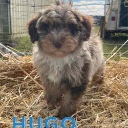 F1 Mini Bordoodle puppies /Poodle (Toy)/Both/Younger Than Six Months,Valleyrose Boredoodles have a litter of 10 gorgeous puppies available for their forever homes 
