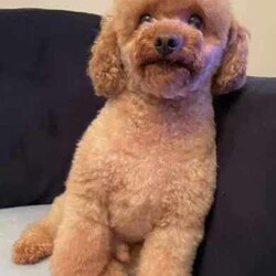 Ready to go now - Teacup Yorkie-poo pups 100% dna clear /Yorkshire Terrier/Both/Younger Than Six Months,BIN0010069095428RPBA memberJust 2 girls now available.White face puppy is a boy - blue beanie - middle size…still tiny…Black face is a girl - pink beanie (a bit longer in the body, a bit wider and shorter to the ground)Black and tan face puppy is a girl - yellow scarf (tiniest…most confident)This breed is so cool…tiny, cute as a button, playful, loving, loyal, clever, water loving, no aggression ever, shaggy floppy teddy bears just waiting to be your best friend. Way better than a cavoodle, groodle, Spoodle or other oodle .Our beautiful purebred yorkshire terrier girl and our gorgeous purebred red tiny teacup toy poodle have welcomed in a litter of first generation Yorkie poo puppies.They are crazy healthy - super tiny, full of beans, chunky, soft, squishy and loving.They are all toilet trained to go on their puppy pads. They have begun doggy door training and crate training for sleeping only.Our pups are given puppy culture training so we expose them early to different scents, sounds and experiences so they’re more resilient and settled with you.Our parents are 100% purebred. They are both 100% dna clear. They both live with us, are our pets and will always do. You are encouraged to meet them with the pups.Our mum breezed through her pregnancy and has been an incredible mum. Pups are fat, happy and so silky. Mum has done an amazing job keeping them full, clean and behaving.BIN0010069095428RPBA memberOur parents must have great personalities - loving, calm, friendly…not barkers, not bitey, not anxious. It helps create pups that have similar temperaments.Pups have been:✅ Given fresh frozen plasma at birth✅ Vet checked✅ Microchipped✅ Vaccinated✅ Wormed (fortnightly from 2 weeks old)Pups come with…✅ 6 weeks free puppy insurance✅ Soft crate (litter scented) to travel and sleep in✅ Baby blanket (litter scented)✅ Cuddle toy (litter scented)✅ Bag of Royal Canin Mini Puppy food✅ Digital thermometer✅ Microchip online transfer fee done and paid✅ 10 week wormer dose done✅ Vaccination schedule and passport✅ Puppy booklet explaining everything we’ve done with your pup so far and everything we recommend you do moving forward plus it has grooming and training tips, recipes and more.✅ 24/7 lifetime support and adviceMum is 100% no shed as is dad.Before enquiring we ask that you are sure you are ready to give one of our pups a home for their lifetime. Please also ensure you have permission from real estates, partners, parents etc before enquiring.We need to know about your life and the life you would offer our babies to make sure we match.Please message ******** 004 if interested in our fur babies. REVEAL_DETAILS 