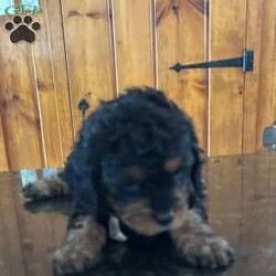 Sasha/Cavapoo									Puppy/Female	/5 Weeks,Meet Sasha, a fluffy, adorable Cavapoo. She is family raised and very friendly.  Contact us today to learn more!