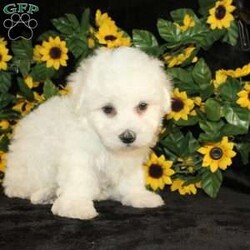 Archie/Bichon Frise									Puppy/Male	/9 Weeks,Say hello to Archie the AKC Bichon Frise puppy who loves attention! This little cutie is started on potty training and crate training and loves attention. Both parents are health tested and weigh between 10-12lbs. He is well socialized with children and other puppies and is family raised! He can be microchipped, delivered, or registered for an extra fee. We are seeking loving responsible homes for our puppies! Contact us today to learn more about visiting them or taking home your new pup!