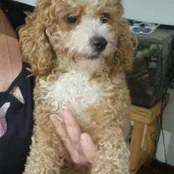 Toy poodle cross Maltese shih tzu ( shmoodle )/Maltese Shih Tzu/Both/Younger Than Six Months,I have a gorgeous litter of shmoodle puppies, They were born on the 9/06/24 and will be ready to go adter the 4th of agust. Shmoodle puppies are of a Maltese shihtzu Mother a pure bred toy poodle father. This breed are known for their quite and well behaved loving nature, this is a very popular breed for the whole family. Toy in size ranging from 4 kilos to 6 kilos. This gorgeous breed won't shed any hair, coat ranges from curly to straight hair. I have some reds with white markings and some apricots and cream.I'm a small breeder in Adelaide. My family pets are 2 shmoodle girls willow and pocket and 2 cavalier King Charles blenheim girl called baby and A Ruby girl called rosy, our gorgeous stud boy called Milo, red in color with very soft curly coat. I'm a fully accredited and registered breeder DACO140178 and also a member of RPBA 265As a registered breeder in SA we prioritize the health and well-being of our dogs and puppies, We provide a safe and clean environment with ample of space for the puppies to play in my home, they are loved, handled and played everyday by my children myself family and friends, our fur babies are part of our family and live in my home, no kennels or dog farm.