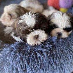 Shih Tzu Puppies /Shih Tzu/Both/Younger Than Six Months,All have very beautiful calm nature, raised in a loving family , handled and cuddles 
