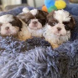 Shih Tzu Puppies /Shih Tzu/Both/Younger Than Six Months,All have very beautiful calm nature, raised in a loving family , handled and cuddles 
