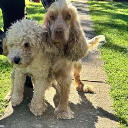 Handsome Cockapoo male puppies fleece coats /Poodle (Toy)/Male/Younger Than Six Months,An exceptional litter of Cockapoo male puppies born on the 18/05/24 and are ready for their new homes from 13/05/24PLEASE LEAVE A NUMBER IF INTERESTEDPic 1 and 2 boy 1Pic 3 and 4 boy 2We encourage you read the full advertisement prior to yourThese pups are very suited to an apartment life style provided they are exercised .This exceptional litter has 3 males-that-will weigh in at 7-10kg at adulthoodCockapoos are a x between a toy poodle and a cocker spanielThese puppies have beenVet checked ✅Microchipped ✅Wormed ✅Vaccinated ✅THESE PUPPIES COME WITHMicrochip and Vaccination Cerificate ✅1 year genetic health guarantee ✅Puppy Pack ✅1 x Blanket with mum and sibling scent ✅2 x bowls food and water ✅1x Toy ✅1 x packet of food to start you off with ✅4-8 week free pet insurance is available on line by most insurers this is available for all and not a gift from advertisers ✅They are available not desexed but we highly encourage you to do soWe can recommend our Vet that works with us for the best rates and safest procedures .Puppies prices are not negotiableAnd serious inquires are urgedLeave your name and number via gumtree and I will get back to you .We are registered with Rpba 2116Similar size to Cavoodle poodle Maltese x shitzu Moodles and cavaliers and spoodle