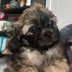 Adopt a dog:Zuchon: shichon( Teddy Bear) puppies/Zuchon/Mixed Litter/8 weeks,We have now have 4 adorable mixed-color Zuchon/ Shichon (Teddy Bear) puppies for sale:(4 SOLD)
2 girls and 1 boys. Zuchons are hypoallergenic dogs with loving, fun, and friendly natures. Our puppies are raised in a loving family home with three adult dogs and are accustomed to being handled.

Once ready for their forever homes, each puppy will be microchipped, have their first vaccination, and will have received any necessary worming treatments. We ensure our puppies are well-prepared by only allowing them to go to new homes at 9-10 weeks of age. Currently, they are just 5 weeks old.

You are welcome to join our waitlist with a non-refundable deposit, with the remaining balance due upon collection. When your puppy is ready to go home, we will provide a new puppy health pack to help you start your life with your new family member.