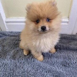 Adopt a dog:Beautiful Pomeranian puppies/Pomeranian/Male/2 months,Two lovely Pomeranian Boys now ready to leave and looking for a new loving home.
Black puppy £650
Merle puppy £750

One merle boy with one blue eye and one black boy.

Beautiful boys they love company and love to play, very good eaters. Have been flead and wormed all regularly and are chipped. Vaccinations will need to be done by new owners. Will come with a puppy pack.