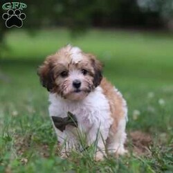 Chance/Shih-Poo									Puppy/Male	/9 Weeks,Meet our adorable Shihpoo puppy, Chance! With his fluffy coat and playful personality, he is the perfect companion for anyone seeking a loving furry friend. He loves cuddling up on the couch as much as he enjoys chasing after his favorite toys in the backyard. He has been raised in a caring home environment, receiving lots of attention and socialization. He is up-to-date on vaccinations and comes with his first vet check complete to ensure he transitions smoothly into his new family. The mom is a stunning Shitzu named Alice, weighing 14lbs. She is a very caring momma to her little puppies and has a very friendly and gentle personality. The dad Zackie, is a Poodle weighing 12lbs. He is very lively and loves running around outdoors whenever he gets the chance. If you have any questions or want to schedule a visit you can call or text -Barkman Family