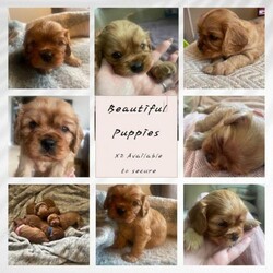 Adopt a dog:Cavalier King Charles Spaniel -Vaccinated , micro chipped/King Charles cavalier spaniel/Mixed Litter/4 weeks,Rare full Ruby, 2 females, 3 males, microchipped, vaccinated, puppy pack and records, health checked, follow your puppy and get regular updates until collection.

Our lovely Nancy has had 5 beautiful, healthy puppies. Please contact for videos and more details. Thank you : )