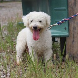 Candy/Teddy Bear									Puppy/Female	/6 Weeks,Say hello to Candy, the most adorable Shichon pup with a heart as big as her fluffy coat! This little bundle of joy is ready to fill your home with love, laughter, and endless cuddles. With her expressive eyes and charming personality, she is sure to win your heart. Shichons are known for their friendly and loving nature, making them the perfect companion for families and individuals alike. She loves to be pampered and will happily follow you around, always ready for a snuggle or a game. She is waiting to meet her forever family who will shower her with love and care.