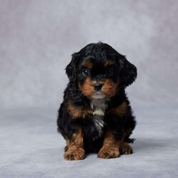 Rocky/Cavapoo									Puppy/Male	/6 Weeks