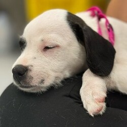 Adopt a dog:Sky/Pit Bull Terrier/Female/Baby,Sky is a female Pit Bull Terrier mix puppy, born on 5/14/24. She is very friendly and playful. And just look at that sweet face!