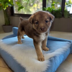 Adopt a dog:Neptune/Mixed Breed/Male/Baby,THE FOLLOWING PET IS FOSTERED IN COLORADO BUT AVAILABLE FOR TRANSPORT!!! Details below...

Meet Neptune, the sweetest boy you'll ever meet! Born on May 28th during a tumultuous tornado in Texas, Neptune and his six siblings, along with their devoted mama, were rescued from a challenging hoarding situation just hours after birth. Despite his rocky start, Neptune has grown into a loving and affectionate companion who adores human interaction.

Currently thriving in a nurturing foster home in Fort Collins, Colorado, Neptune is cherished for his gentle nature and playful spirit. He loves cuddles and enjoys playtime, always eager to engage with his favorite toys or snuggle up for a cozy nap.

If you're ready to welcome this affectionate and lovable boy into your life, Neptune is eagerly waiting to meet you. Could you be the one to provide Neptune with the loving forever home he deserves, filled with warmth, affection, and endless companionship?

OUR DOGS ARE FOSTERED IN TEXAS OR COLORADO BUT AVAILABLE FOR ADOPTION AND TRANSPORT OUT OF STATE. Read below for more information.

All of our dogs are located in a foster home in Texas or Colorado. Our dogs are transported to a predetermined location agreed upon by the rescue. The adoption contract and fee are finalized prior to transport. As a Mutts N Such direct adoption, the adoption interview/meet and greet occurs on video call (Skype, FB Messenger call, Facetime, etc).

Our out of state adoption fee is $350 plus transport (varies by location). This fee includes all current vaccinations, deworming, a registered microchip, fecal analysis, spay/neuter for pets 6 months & older, and a heartworm test if over 6 months old. All dogs will be current on flea/heartworm prevention. A health exam will be completed and a certificate issued by a veterinarian within 10 days. If you are interested in adopting, please complete our application:

https://petstablished.com/adoption_form/57167/generic