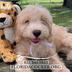 Adopt a dog:White/Cockapoo/Female/Baby,White, a charming blonde female cockapoo puppy, is eagerly awaiting her forever home. Born this year on April 27, 2024, this little bundle of joy comes from a loving lineage—her mom is a 24 lb cream Cocker Spaniel, and her dad is a 25 lb grey merle Poodle. White’s mom was surrendered to us because her previous owners no longer wanted her, but now White and her siblings have the chance for a bright future. She will be adopted with a spay contract to ensure her health and well-being. This playful pup would be adopted into a home with someone who can be around most of the time or with another dog for companionship. A fenced yard would be a wonderful bonus for White to explore and play safely. If you're looking for a delightful and affectionate addition to your family, White could be the perfect match. If you are interested in adopting, please fill out an application at https://www.floridacocker.org/adoptions. For more information, please call 813-245-1833. Potential adopters must have a verifiable veterinary history and should be willing to travel to the Tampa area for adoption if approved. ONLY APPROVED APPLICANTS WILL BE CONTACTED. This post will be removed once dog is placed. Please share this post!
