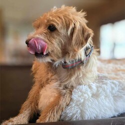 Adopt a dog:Addie/Norfolk Terrier/Female/Young,WE ARE A TX BASED RESCUE. THIS DOG IS CURRENTLY LOCATED IN TX AND WILL BE TRANSPORTED UPON ADOPTION. Please fill out an adoption application found at haydudeequine.org

Addie - You are the bridge between what was and what will be, my pathway to a new life!

Hello hello everyone, my name is Addie, adorableness at its finest!!  

I'm a youngster at around a year old. I am a tad bit shy at first meet but I warm up pretty quickly showing my incredibly sweet nature. I'm gonna need that patient home to help me adjust to family life. 

I do really well with other pups and would do best in a home with another confident pup where I can get my ques to learn this family life. I will need a more quiet home without small children, maybe where my person works from home or is retired. 

At just 15lbs I will make a great companion for leisurely strolls thru the neighborhood, a playmate for another 4 legged 'sibling' and the greatest confidante from heart to heart conversations to keeping all your secrets.

From my adorable good looks to my sweet nature, I'm ready to be all I can be....will I be YOURS?!!
Fill out my adoption application found at  haydudeequine.org