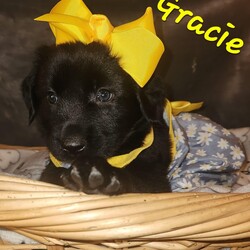 Adopt a dog:G litter Gracie/Labrador Retriever/Female/Baby,The G litter are about 8 weeks old! 

2 boys and 1 girl! 

They are super sweet! All dressed up and no where to go! They are in a foster home in Mississippi.  

They are learning socializing skills and how to use the potty pad! 

Current on age appropriate vetting and can travel for the right home! 

All dogs are chipped and will be altered upon arrival ! 

You can find my form 