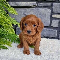 Sadie/Cavapoo									Puppy/Female	/6 Weeks,Sadie is outgoing,playful and has sweet cavapoo temperment.  She’s looking for her forever home