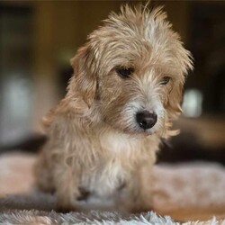 Adopt a dog:Addie/Norfolk Terrier/Female/Young,WE ARE A TX BASED RESCUE. THIS DOG IS CURRENTLY LOCATED IN TX AND WILL BE TRANSPORTED UPON ADOPTION. Please fill out an adoption application found at haydudeequine.org

Addie - You are the bridge between what was and what will be, my pathway to a new life!

Hello hello everyone, my name is Addie, adorableness at its finest!!  

I'm a youngster at around a year old. I am a tad bit shy at first meet but I warm up pretty quickly showing my incredibly sweet nature. I'm gonna need that patient home to help me adjust to family life. 

I do really well with other pups and would do best in a home with another confident pup where I can get my ques to learn this family life. I will need a more quiet home without small children, maybe where my person works from home or is retired. 

At just 15lbs I will make a great companion for leisurely strolls thru the neighborhood, a playmate for another 4 legged 'sibling' and the greatest confidante from heart to heart conversations to keeping all your secrets.

From my adorable good looks to my sweet nature, I'm ready to be all I can be....will I be YOURS?!!
Fill out my adoption application found at  haydudeequine.org