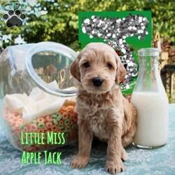 Apple Jack/Double Doodle									Puppy/Female	/7 Weeks,Apple Jack is the leader of her pack. She is intelligent and playfully spunky. She is ready for whatever the day has in store for her but also loves to cuddle and give sweet puppy kisses. 