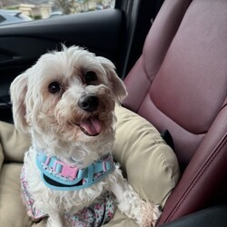 Adopt a dog:Cherry/Maltese/Female/Adult,Meet Cherry! This one-year-old Maltese blend weighs 12 lbs. This shy sweetheart may be a young dog, but she has an old, mellow soul who just wants to chill with her person and dog friends.


	General Behavior: Cherry relies very heavily on her fur siblings to know how to be a dog. She loves to cuddle and curl up with other dogs and will follow them everywhere. She is very timid around human strangersparticularly men and children but she has bonded with her foster mom and is very loving and gentle with her and loves to sleep curled up on her pillow at night. She follows her person around from room to room but she also sleeps most of the day.
	Likes & Dislikes: Cherry is a dog's dog who loves playing and snuggling with other pups. She's also a total couch potato who loves to snooze in a warm spot all day long.
	Training: Cherry has the makings of a little lady if she has a patient family who can work on building her confidence. She is housetrained if let out frequently, but she's still not used to walking on a leash or riding in a car. Once she trusts you, she'll sleep curled up next to you in the people bed at night.
	Medical: Cherry is a healthy girl! She just needs her monthly flea and heartworm preventatives, like any dog. 
	Other Animals: Cherry adores other calm, laid-back dogs and MUST have a home with at least one other doggie pal who can show her the ropes. She hasn't been observed around cats, but her foster thinks she'd be OK with them.
	Children: This shy sweetheart needs an adults-only home.
	Home: Cherry needs a single-family home and will require a securely fenced yard where she can explore and do her business. (She doesn't like doing her business while on a leash: she's a delicate lady!)
	Grooming: As a Maltese blend, Cherry will need regular brushing, plus grooming every 6 to 8 weeks.
	Overall: Cherry will make a wonderful, loving companion for a very special family who can raise her and love her forever and earn her trust.


Cherry is looking for a very special, gentle person (and their dogs) who can help bring her out of her shell and who can show her how wonderful life is supposed to be. Could that be you? Then visit our website www.PoodleandPoochRescue.org where you will find the application to adopt. You'll be put in contact with the foster family for more information if it's a potential match. She is up to date on vaccines, heartworm negative, microchipped, and spayed, and she has just had her teeth cleaned. Her adoption donation is $450.