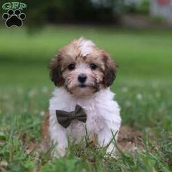 Chance/Shih-Poo									Puppy/Male	/9 Weeks,Meet our adorable Shihpoo puppy, Chance! With his fluffy coat and playful personality, he is the perfect companion for anyone seeking a loving furry friend. He loves cuddling up on the couch as much as he enjoys chasing after his favorite toys in the backyard. He has been raised in a caring home environment, receiving lots of attention and socialization. He is up-to-date on vaccinations and comes with his first vet check complete to ensure he transitions smoothly into his new family. The mom is a stunning Shitzu named Alice, weighing 14lbs. She is a very caring momma to her little puppies and has a very friendly and gentle personality. The dad Zackie, is a Poodle weighing 12lbs. He is very lively and loves running around outdoors whenever he gets the chance. If you have any questions or want to schedule a visit you can call or text -Barkman Family