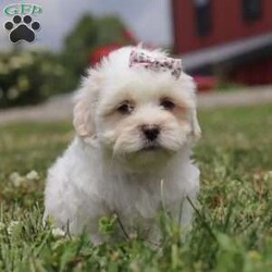 Candy/Teddy Bear									Puppy/Female	/6 Weeks,Say hello to Candy, the most adorable Shichon pup with a heart as big as her fluffy coat! This little bundle of joy is ready to fill your home with love, laughter, and endless cuddles. With her expressive eyes and charming personality, she is sure to win your heart. Shichons are known for their friendly and loving nature, making them the perfect companion for families and individuals alike. She loves to be pampered and will happily follow you around, always ready for a snuggle or a game. She is waiting to meet her forever family who will shower her with love and care.