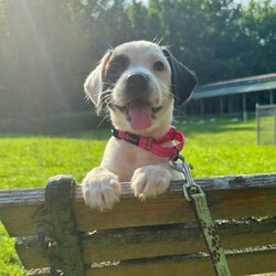 Adopt a dog:Sky/Pit Bull Terrier/Female/Baby,Sky is a female Pit Bull Terrier mix puppy, born on 5/14/24. She is very friendly and playful. And just look at that sweet face!