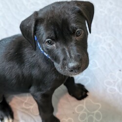 Adopt a dog:Wheeler/Labrador Retriever/Male/Baby,Name: Wheeler

Breed: Lab mix

Age: 8 weeks 7/22 (though vet estimates them to be older)

Gender: Male

Size: Medium

Pet has special needs: No

Shots up to date: Yes

Ok with kids: Yes

Housetrained: No

Hypoallergenic: No

Spayed: No

Ok with dogs: Yes

Ok with cats: Not sure

 

Wheeler here!

 

I'm part of the Raleigh Roads litter rescued by PIPs. We are officially the most adorable 11 puppies in the South! Because our mom is around 40 lbs, our foster parents think we will be around that size once we are all grown up. We are toy experts, love to run around the yard and get along well with other dogs. There are three human kids here caring for us and we love them!

 

Currently, we are practicing our crate time and going outside to potty. We have had our first shots and microchip. When the time comes, our spay and neuter is covered by the rescue with adoption.

 

If you're looking for a new family member that's equal parts playful and snuggly, look no further! Come meet me!