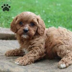 Coconut/Cavapoo									Puppy/Male	/8 Weeks,Hey There, My name is Coconut! I am a very cute male Cavapoo puppy. I was born on May 23rd, 2024. I am such a sweet and loveable little boy! I am looking for my new family, could that be with you? If you choose me I will come home to you vet checked and microchipped. If you think that I would make the perfect addition to your family, then please call or text to find out more information about me! 