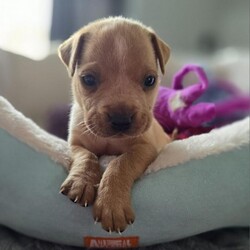 Adopt a dog:Baby Cooper/Mixed Breed/Male/Baby,IF YOU ARE VIEWING THIS LISTING ON PETFINDER OR ADOPT-A-PET, please visit: Caninesandkittiesrescue.org to access adoption requirements, more information and pictures. 

Meet Baby Cooper - Cooper is 6 weeks old and as cute as can be. Cooper cannot go to his forever home until July 30th, but we are now accepting applications. We have no idea on Cooper's breed mix, but he looks like a terrier/lab/hound mix of some sort. Cooper's foster mom says he is an absolute dream puppy. He loves to cuddle and will be your BFF. Cooper is not fostered with other dogs, but at his age he will be fine with other dogs and with cats. 
 Cooper is not in a foster home with children, but we feel he would do find with dog savvy children 5 years and up. Cooper is working on his house training and does well in a puppy pen. Young puppies will require an adopter who is at home a good portion of the day to continue training - no exceptions! 

This puppy is up to date on age-appropriate vaccines and microchipped. This puppy will need to be neutered at 6 months of age. The Adoption Fee for this puppy $400.00. 

The adoption fee for this dog is $400, which helps with the cost of routine vet care. This fee DOES NOT INCLUDE spay/neuter if the pup is not already spayed/neutered. If the animal you are adopting is not already spayed/neutered, you will be required to sign a contract legally obligating you to have the animal altered. A $100.00 fee will be returned to the adopter once the animal has been sterilized. We will provide information on this process during the approval process. 


***You must be at least 25 years of age to adopt from CKRescue*** 

 ***Note that puppy adoption fees most often help generate revenue that goes towards older, special needs animals that need our help. Surgeries, heartworm treatment, boarding costs and/or all things that often result in adoptable dogs and cats being left behind to be euthanized. So, adopting a puppy saves not just one life, but many! 

***Please note that our first step in approving adoption applicants is to complete a vet check. Vetting of current and past pets is very important to us, thus we will be speaking with the vet(s) listed on your application to ensure that your current and previous pet(s) are kept up to date on vaccines (including rabies), spayed or neutered, maintained on appropriate monthly preventatives and examined annually by your vet.*** 

Our organization cannot guarantee the exact breed of any animal in our care. The breed listed is based on any background we may have been provided, and/or the general appearance of the animal.

**Please visit www.caninesandkittiesrescue.org to complete our non-binding application.**