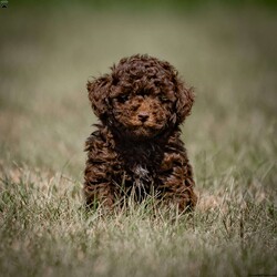 Haley/Toy Poodle									Puppy/Female	/8 Weeks,Meet Haley, an adorable Toy Poodle with a beautiful chocolate coat. This lovely female pup was born to Holly, who weighs 8 lbs, and Leo, who also weighs 8 lbs. Haley is ready to join her new family and comes with several key health and safety features. She is microchipped ($50 value), vet-checked, dewormed, and vaccinated.