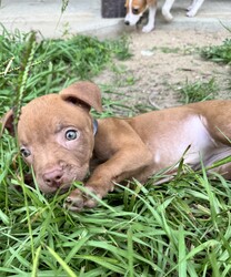 Adopt a dog:Finesse/Pit Bull Terrier/Female/Baby,Finesse is a gorgeous little red nose Pittie pup! Who is almost 8 weeks old and is looking for her place in the world! 

She loves to play, she’s pad trained, kennel trained and super cute! 

Her foster mom has had her and her siblings since they were just 5 weeks old. Abandoned and alone! And they have just been thriving since!

They are medically up to date! 

Located in Mobile but can travel for the right family! 

You can find my form 