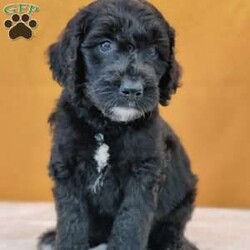 Thunder/Goldendoodle									Puppy/Male	/May 21st, 2024,Thunder is a smart, lil pup and would love to be your best,furry friend! He’s up to date on deworming and vaccinations, Vet checked with a Health Certificate and comes with a One Year Health Guarantee.