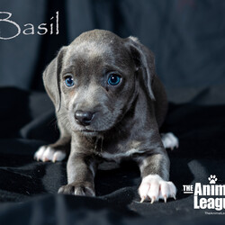 Adopt a dog:Basil/Beagle/Male/Baby,______
DOB/AGE: 05/15/2024
WEIGHT (GROWN): under 20lbs 

You will need to complete an application before a Meet & Greet can be scheduled with me. Here is the link: theanimalleague.org/adoption-application/

PLEASE READ THE INFORMATION BELOW THOROUGHLY
_________________________

I am a Sunshine Fundraiser pet. As a non-profit, The Animal League does not receive funding from the government. My additional fee helps The Animal League pay for major medical bills and keep on rescuing and saving lives. Read more about the Sunshine Fund here: https://theanimalleague.org/sunshine-fund/

NOTE: we CANNOT email information about fees. View our GENERAL fees here (you will need to copy/paste into your browser): https://theanimalleague.org/adoption-fees/ 
	
All of our dogs are spayed or neutered, receive a registered microchip, and are up-to-date on their age-appropriate shots, vaccines, and preventative care. We also test for heartworm when they are old enough. 

APPLICATION: https://theanimalleague.org/adoption-application/ 

Please visit https://theanimalleague.org/faqs/ for the answers to our most commonly asked questions such as, 