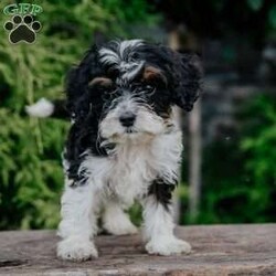 Peter/Cavapoo									Puppy/Male	/May 9th, 2024,To contact the breeder about this puppy, click on the “View Breeder Info” tab above.