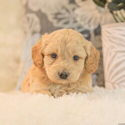 Max F1bb/Mini Goldendoodle									Puppy/Male	/6 Weeks,Max is a cuddly, and playfull Mini Goldendoodle. He is well socialized and our children love to play with Max and his siblings!