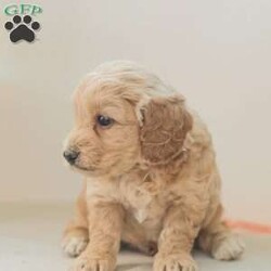 Max F1bb/Mini Goldendoodle									Puppy/Male	/6 Weeks,Max is a cuddly, and playfull Mini Goldendoodle. He is well socialized and our children love to play with Max and his siblings!