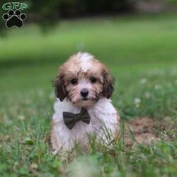 Chance/Shih-Poo									Puppy/Male	/9 Weeks,Meet our adorable Shihpoo puppy, Chance! With his fluffy coat and playful personality, he is the perfect companion for anyone seeking a loving furry friend. He loves cuddling up on the couch as much as he enjoys chasing after his favorite toys in the backyard. He has been raised in a caring home environment, receiving lots of attention and socialization. He is up-to-date on vaccinations and comes with his first vet check complete to ensure he transitions smoothly into his new family. The mom is a stunning Shitzu named Alice, weighing 14lbs. She is a very caring momma to her little puppies and has a very friendly and gentle personality. The dad Zackie, is a Poodle weighing 12lbs. He is very lively and loves running around outdoors whenever he gets the chance. If you have any questions or want to schedule a visit you can call or text -Barkman Family