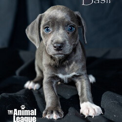 Adopt a dog:Basil/Beagle/Male/Baby,______
DOB/AGE: 05/15/2024
WEIGHT (GROWN): under 20lbs 

You will need to complete an application before a Meet & Greet can be scheduled with me. Here is the link: theanimalleague.org/adoption-application/

PLEASE READ THE INFORMATION BELOW THOROUGHLY
_________________________

I am a Sunshine Fundraiser pet. As a non-profit, The Animal League does not receive funding from the government. My additional fee helps The Animal League pay for major medical bills and keep on rescuing and saving lives. Read more about the Sunshine Fund here: https://theanimalleague.org/sunshine-fund/

NOTE: we CANNOT email information about fees. View our GENERAL fees here (you will need to copy/paste into your browser): https://theanimalleague.org/adoption-fees/ 
	
All of our dogs are spayed or neutered, receive a registered microchip, and are up-to-date on their age-appropriate shots, vaccines, and preventative care. We also test for heartworm when they are old enough. 

APPLICATION: https://theanimalleague.org/adoption-application/ 

Please visit https://theanimalleague.org/faqs/ for the answers to our most commonly asked questions such as, 