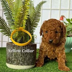 Adopt a dog:Purebred Toy Poodle Puppies /Poodle (Toy)/Both/Younger Than Six Months,Purebred Toy Poodles 100% DNA cleared of all genetic diseases2 Females 3 Males availableAll puppies priced at $2400All puppies are now ready for new homes.Mum's and Dad are DNA tested through orivet and are 100% clear of all genetic diseases ensuring healthy puppies. DNA results and parents are available for viewing when viewing puppies in person.Puppies are raised around children, adults, the elderly and other dogs in a clean home environment. They are being feed raw and cooked diet and Saviourlife puppy kibble. Nothing is spared in raising them.All puppies have been microchipped and vaccinated and have passed all health checks. We take pride in raising our puppies and are looking for forever loving homes.No time wasters pleaseCall ******** 665 REVEAL_DETAILS Breeders Licence #NCPI 9003047