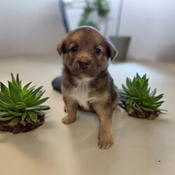 Adopt a dog:Neptune/Mixed Breed/Male/Baby,THE FOLLOWING PET IS FOSTERED IN COLORADO BUT AVAILABLE FOR TRANSPORT!!! Details below...

Meet Neptune, the sweetest boy you'll ever meet! Born on May 28th during a tumultuous tornado in Texas, Neptune and his six siblings, along with their devoted mama, were rescued from a challenging hoarding situation just hours after birth. Despite his rocky start, Neptune has grown into a loving and affectionate companion who adores human interaction.

Currently thriving in a nurturing foster home in Fort Collins, Colorado, Neptune is cherished for his gentle nature and playful spirit. He loves cuddles and enjoys playtime, always eager to engage with his favorite toys or snuggle up for a cozy nap.

If you're ready to welcome this affectionate and lovable boy into your life, Neptune is eagerly waiting to meet you. Could you be the one to provide Neptune with the loving forever home he deserves, filled with warmth, affection, and endless companionship?

OUR DOGS ARE FOSTERED IN TEXAS OR COLORADO BUT AVAILABLE FOR ADOPTION AND TRANSPORT OUT OF STATE. Read below for more information.

All of our dogs are located in a foster home in Texas or Colorado. Our dogs are transported to a predetermined location agreed upon by the rescue. The adoption contract and fee are finalized prior to transport. As a Mutts N Such direct adoption, the adoption interview/meet and greet occurs on video call (Skype, FB Messenger call, Facetime, etc).

Our out of state adoption fee is $350 plus transport (varies by location). This fee includes all current vaccinations, deworming, a registered microchip, fecal analysis, spay/neuter for pets 6 months & older, and a heartworm test if over 6 months old. All dogs will be current on flea/heartworm prevention. A health exam will be completed and a certificate issued by a veterinarian within 10 days. If you are interested in adopting, please complete our application:

https://petstablished.com/adoption_form/57167/generic