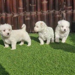 Adopt a dog:Phantom Poodle (Dad) x Maltese Shih Tzhu (Mum)/Poodle (Miniature)/Both/Younger Than Six Months,Only 1 boy pup available from a litter of 4 Small sized, playful, and good temperament pups are looking for a forever home.Vet checked, Vaccinated, Dewormed, and Microchipped.Non-allergenic and non-shedding.Will grow into a small sized dogs, can easily accomodate in limited space. Suitable for homes with young kids.Mum and Dad are DNA checked and have breed confirmation certificates.Please send a message, if interested. Chosen pup's individual pics and videos can be sent upon request.