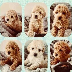 Adopt a dog:Moodle Puppies - 1 Females & 2 Males Left/Poodle (Toy)/Both/Younger Than Six Months,Family Owned & Operated Boutique Breeder of FB1 Moodle