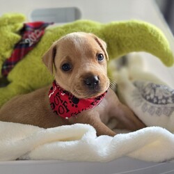 Adopt a dog:Baby Cooper/Mixed Breed/Male/Baby,IF YOU ARE VIEWING THIS LISTING ON PETFINDER OR ADOPT-A-PET, please visit: Caninesandkittiesrescue.org to access adoption requirements, more information and pictures. 

Meet Baby Cooper - Cooper is 6 weeks old and as cute as can be. Cooper cannot go to his forever home until July 30th, but we are now accepting applications. We have no idea on Cooper's breed mix, but he looks like a terrier/lab/hound mix of some sort. Cooper's foster mom says he is an absolute dream puppy. He loves to cuddle and will be your BFF. Cooper is not fostered with other dogs, but at his age he will be fine with other dogs and with cats. 
 Cooper is not in a foster home with children, but we feel he would do find with dog savvy children 5 years and up. Cooper is working on his house training and does well in a puppy pen. Young puppies will require an adopter who is at home a good portion of the day to continue training - no exceptions! 

This puppy is up to date on age-appropriate vaccines and microchipped. This puppy will need to be neutered at 6 months of age. The Adoption Fee for this puppy $400.00. 

The adoption fee for this dog is $400, which helps with the cost of routine vet care. This fee DOES NOT INCLUDE spay/neuter if the pup is not already spayed/neutered. If the animal you are adopting is not already spayed/neutered, you will be required to sign a contract legally obligating you to have the animal altered. A $100.00 fee will be returned to the adopter once the animal has been sterilized. We will provide information on this process during the approval process. 


***You must be at least 25 years of age to adopt from CKRescue*** 

 ***Note that puppy adoption fees most often help generate revenue that goes towards older, special needs animals that need our help. Surgeries, heartworm treatment, boarding costs and/or all things that often result in adoptable dogs and cats being left behind to be euthanized. So, adopting a puppy saves not just one life, but many! 

***Please note that our first step in approving adoption applicants is to complete a vet check. Vetting of current and past pets is very important to us, thus we will be speaking with the vet(s) listed on your application to ensure that your current and previous pet(s) are kept up to date on vaccines (including rabies), spayed or neutered, maintained on appropriate monthly preventatives and examined annually by your vet.*** 

Our organization cannot guarantee the exact breed of any animal in our care. The breed listed is based on any background we may have been provided, and/or the general appearance of the animal.

**Please visit www.caninesandkittiesrescue.org to complete our non-binding application.**