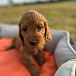 Adopt a dog:Spoodle Puppies Ready for new homes only 6 left /Spoodle/Both/Younger Than Six Months,Spoodle Puppies available for new homes from the 6/7/241Male4 FemaleCurrently 10 weeks of ageWormed every 2 weeks last wormer Nextguard spectra now on monthly wormerFed premium foodVaccinatedMicrochippedWell socialised with childrenDad is a red toy poodleMum is a golden cocker spanielPuppies will come with puppy pack to assist with puppy in their new home.Please phone or msg Jessica on ******3944 if you require any information and want to arrange viewing. REVEAL_DETAILS 