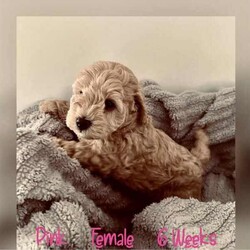 Adopt a dog:Moodle Puppies - 1 Females & 2 Males Left/Poodle (Toy)/Both/Younger Than Six Months,Family Owned & Operated Boutique Breeder of FB1 Moodle